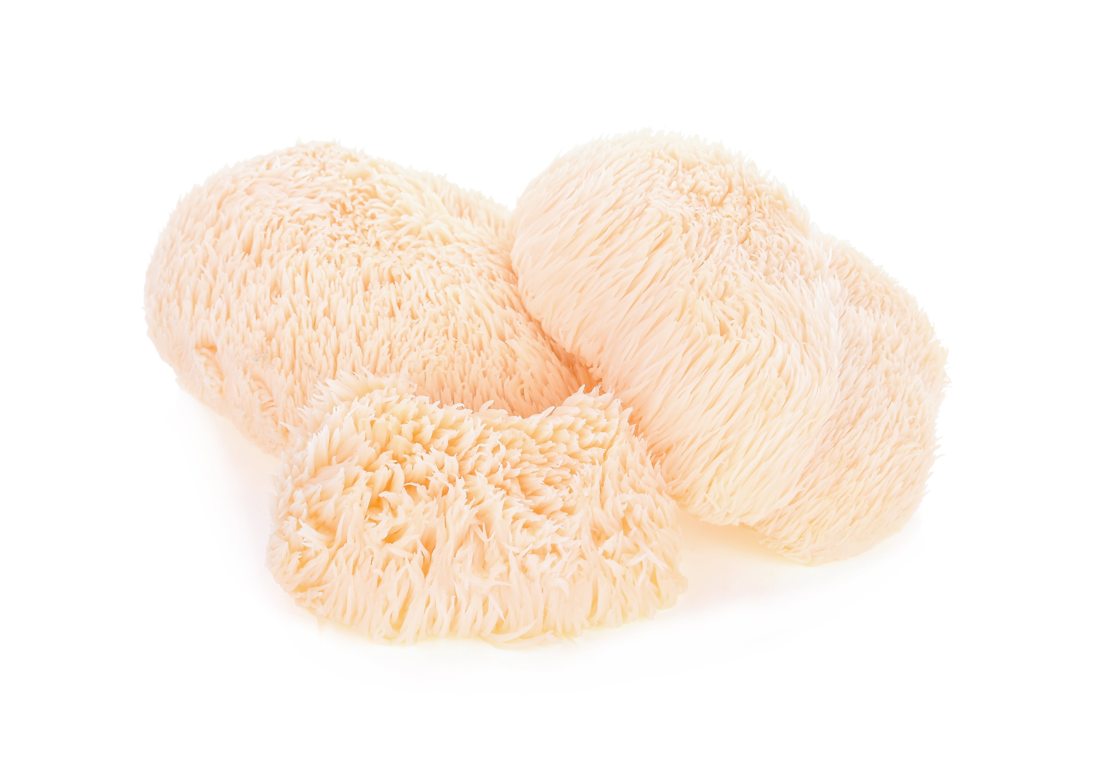 Lions Mane powder