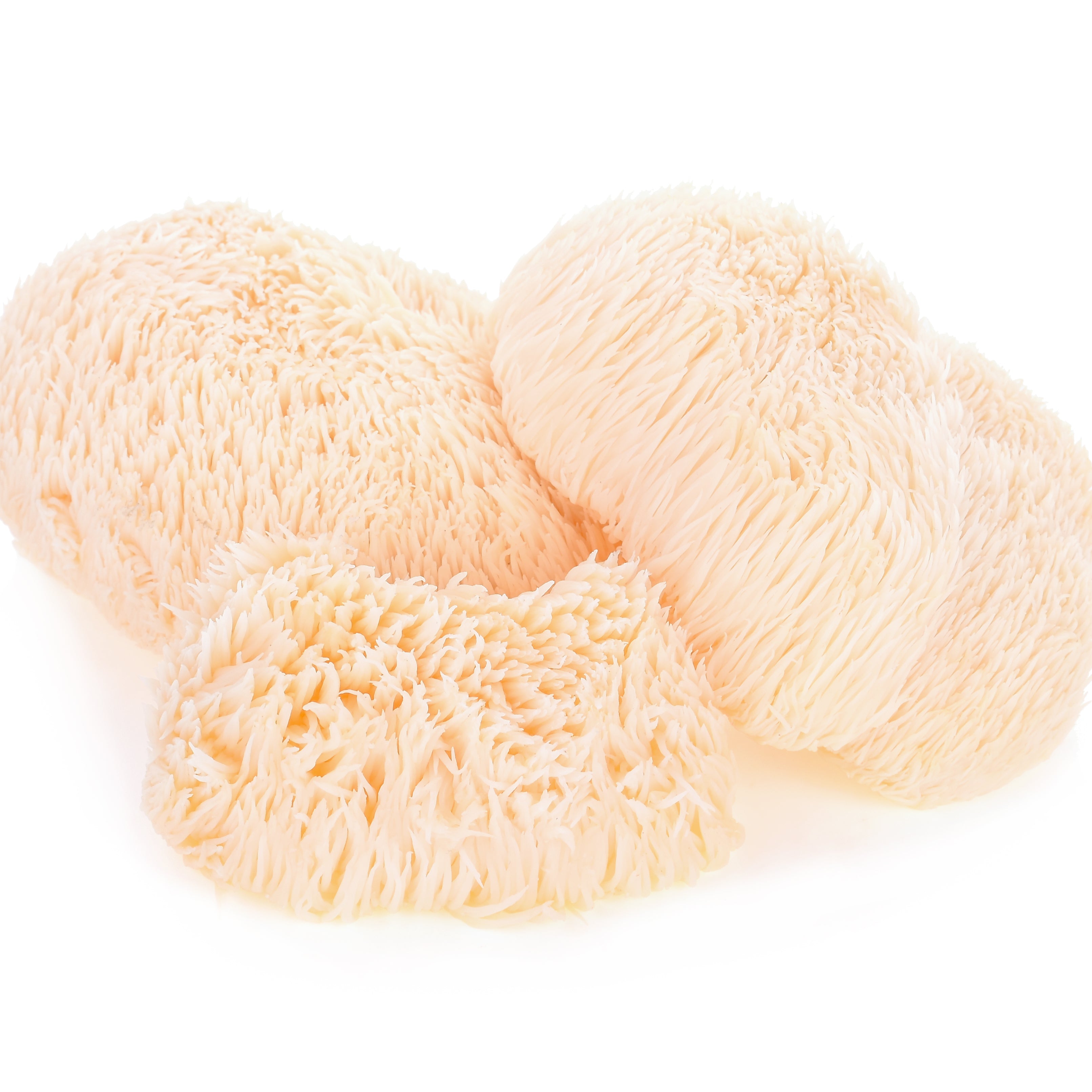 Lions Mane powder